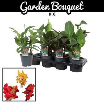 Daugiametė gėlė, kana, vazonėlio skersmuo 14 cm.