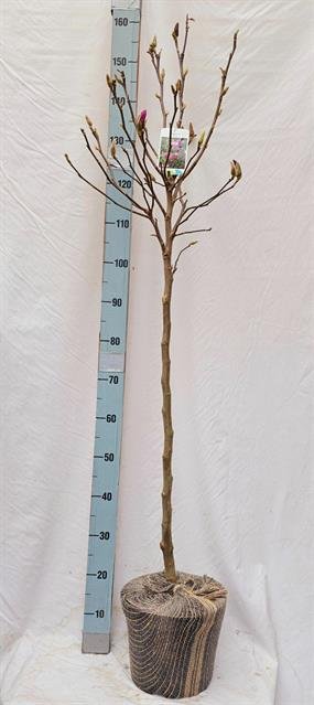 Dekoratyvinis krūmas, magnolija "Susan", ant stiebo, vazonėlio skersmuo 27 cm.