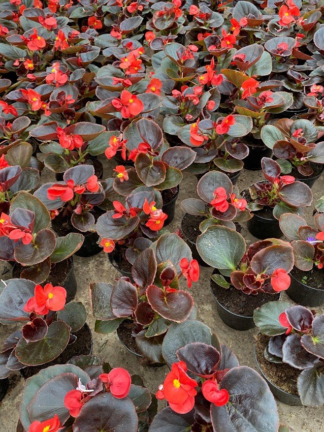 Vienmetė gėlė, begonija (ledinukas), vazonėlio skersmuo 10 cm.