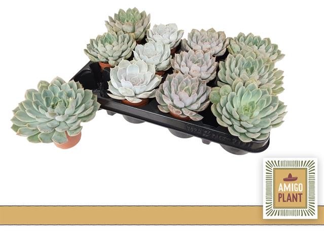 Kambarinis augalas, sukulentas, vazonėlio skersmuo 7 cm.