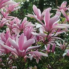 Dekoratyvinis medis, magnolija "Betty", vazonas 5 l.