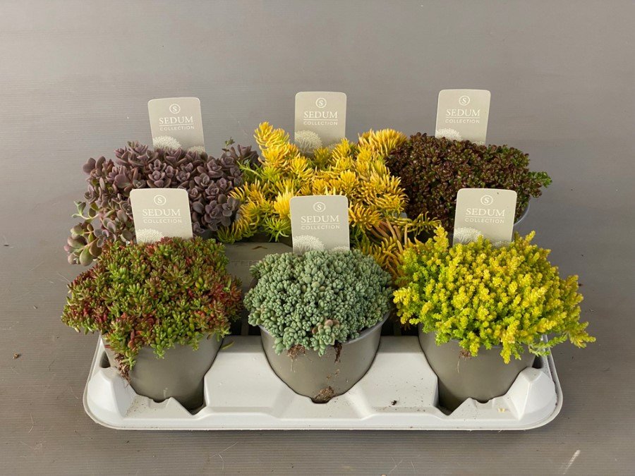 Alpinariumo augalas, šilokas, įvairūs, vazonėlio skersmuo 12 cm.