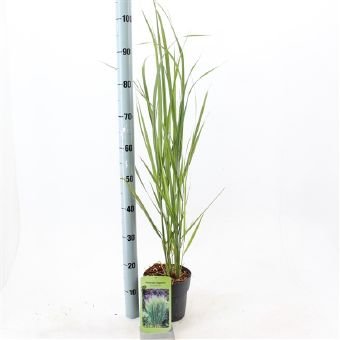 Žolinis augalas, sora rykštinė "Northwind", vazono skersmuo 17 cm.