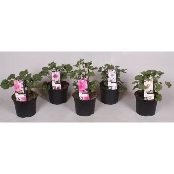 Vienmetė gėlė, rožūnė, vazono skersmuo 17 cm.