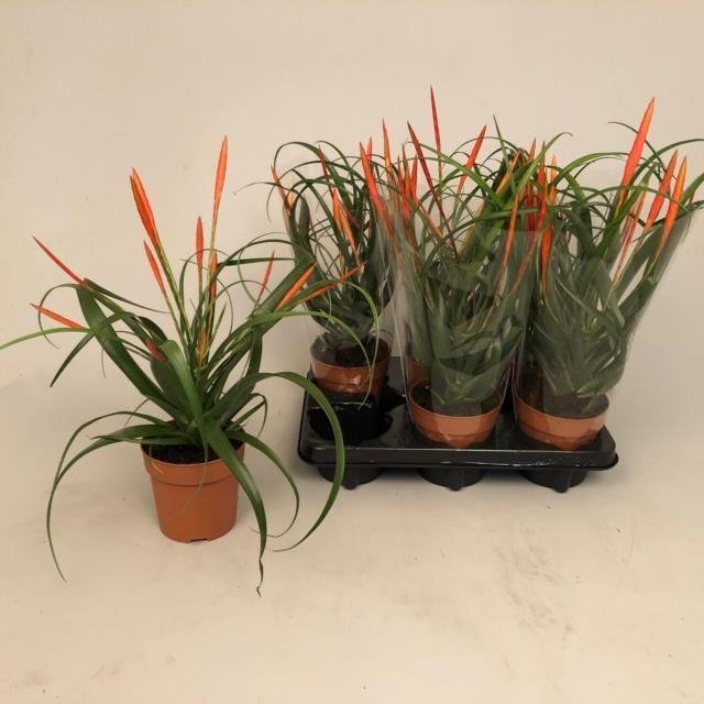 Kambarinis augalas, tilandsija "Flabellat", vazonėlio skersmuo 12 cm.