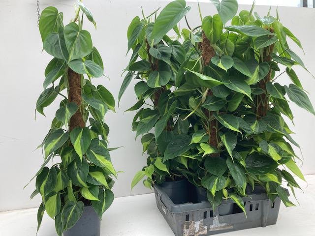 Kambarinis augalas, filodendras "Scandens Brasil", vazonėlio skersmuo 17 cm.