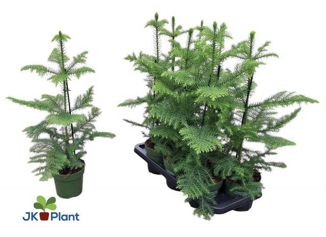 Kambarinis augalas, araukarija "Heterophyl", vazonėlio skersmuo 14 cm.