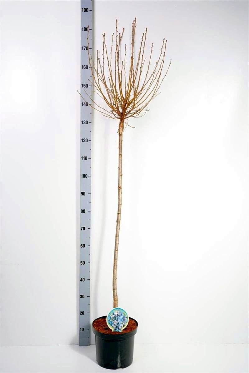Vaismedis, vyšnia krūminė "Umbraculifera", ant stiebo, vazonas 7,5 l.