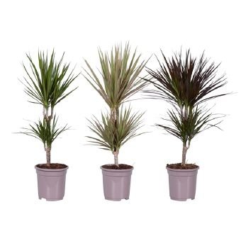 Kambarinis augalas, dracena (Madagaskaro), 2 stiebai, vazono skersmuo 17 cm.