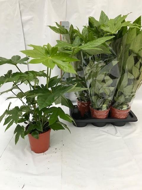 Kambarinis augalas, fatsija japoninė, vazonėlio skersmuo 17 cm.