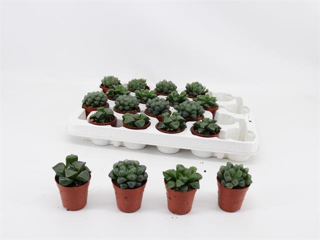 Kambarinis augalas, kalvorė (eševerija) "Cooperi", vazonėlio skersmuo 5 cm.