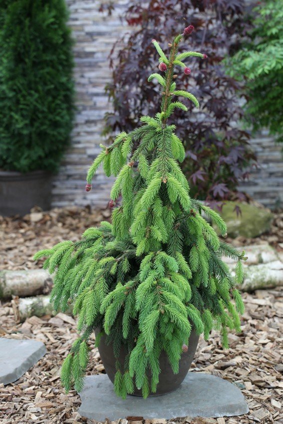 Spygliuotis, eglė paprastoji "Acrocona", vazonėlio skersmuo 23 cm.