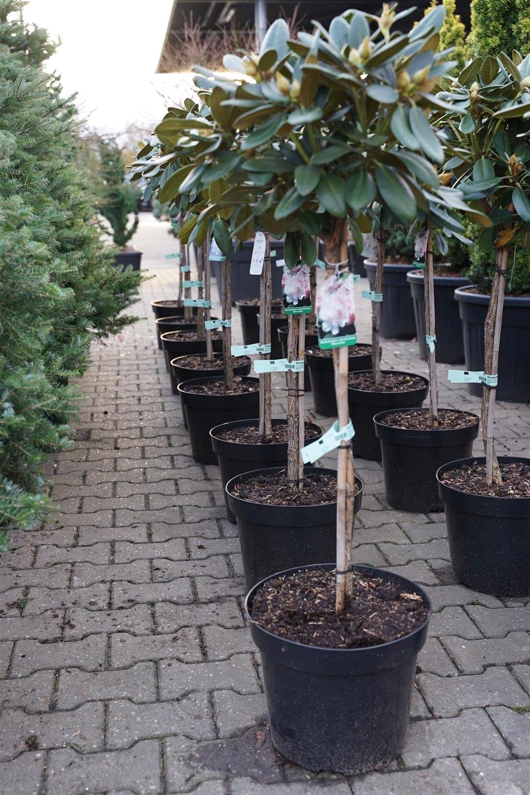 Dekoratyvinis krūmas, rododendras (Y) "Silberwolke", vazonas 15 l.