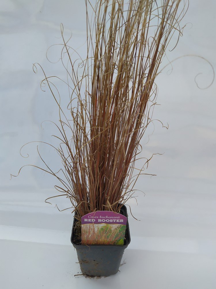 Žolinis augalas, viksva "Red Rooster", vazonėlio skersmuo 9 cm.