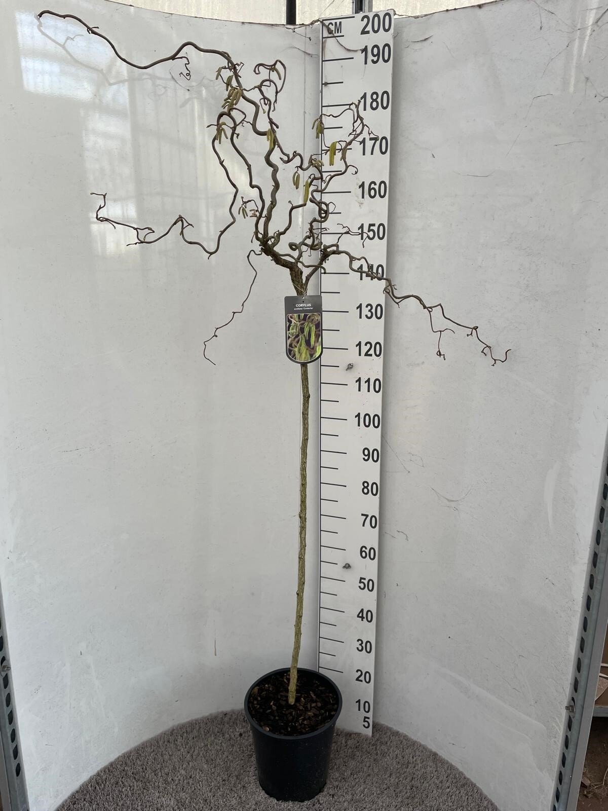 Dekoratyvinis krūmas, lazdynas "Contorta", ant stiebo, vazonėlio skersmuo 28 cm.