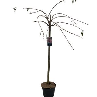 Dekoratyvinis medis, sakura "Kiku-shidare", ant stiebo, aukštis 120 cm., vazonėlio skersmuo 27 cm.
