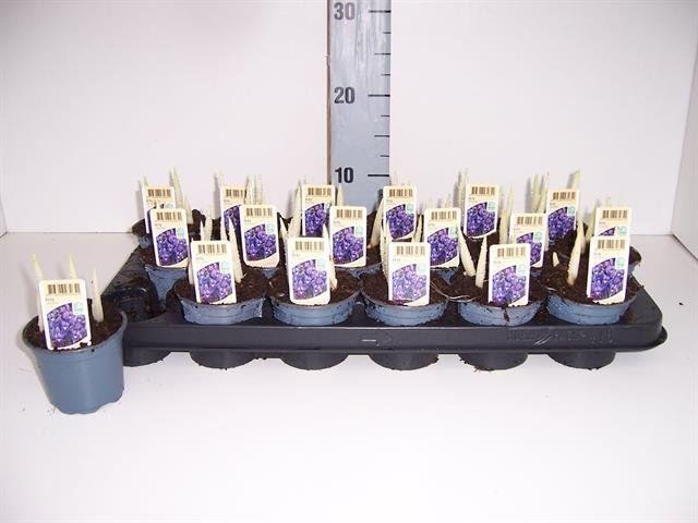 Daugiametė gėlė, irisas, vazonėlio skersmuo 9 cm.