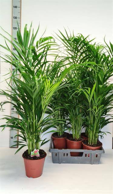 Kambarinis augalas, dipsis "Lutescens", vazonėlio skersmuo 19 cm.