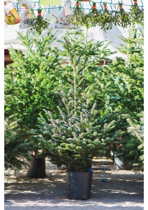 Sidabrinė eglė (Picea pungens) vazone, aukštis 100 -125 cm.