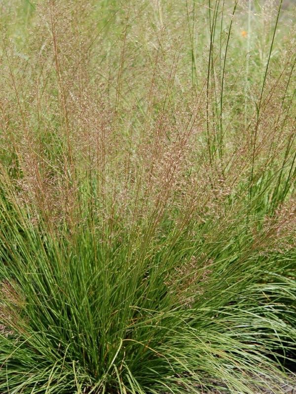 Žolinis augalas, drėbūnas, vazonas 0,5 l.