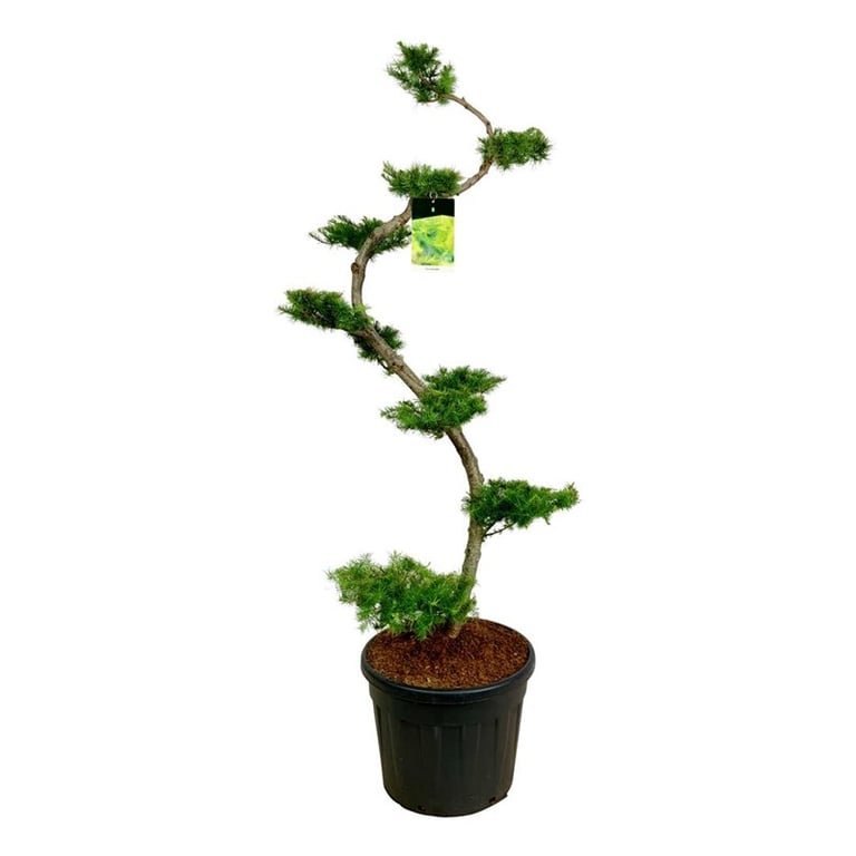 Spygliuotis, maumedis japoninis (bonsai), aukštis 175 cm., vazonas 90 l.