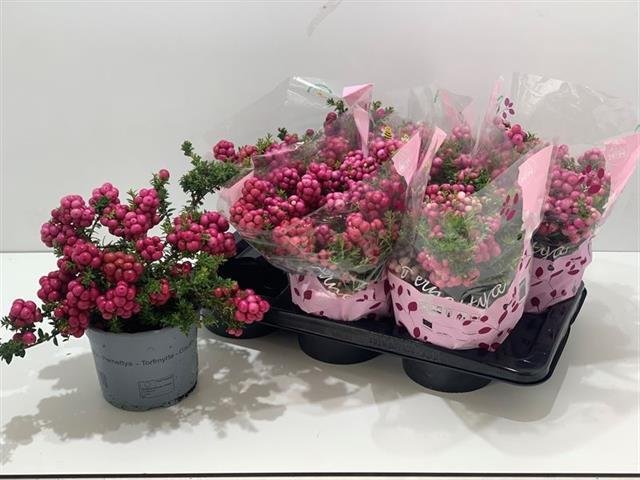 Šliaužiantis augalas, bruknuolė "Mucronata", vazonėlio skersmuo 17 cm.