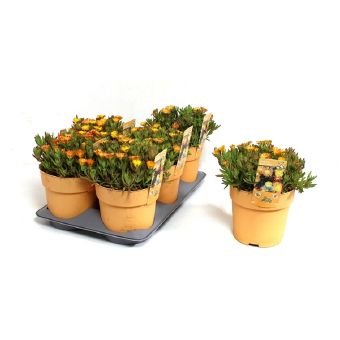 Alpinariumo augalas, mudrė "Solstice Yellow", vazono skersmuo 15 cm.