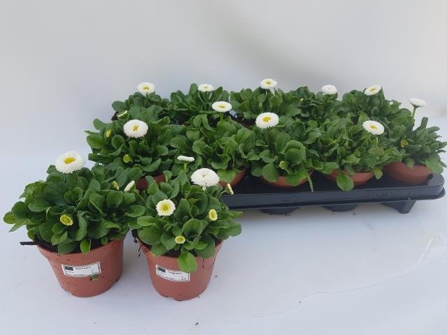 Daugiametė gėlė, saulutė (balta), vazonėlio skersmuo 11 cm.