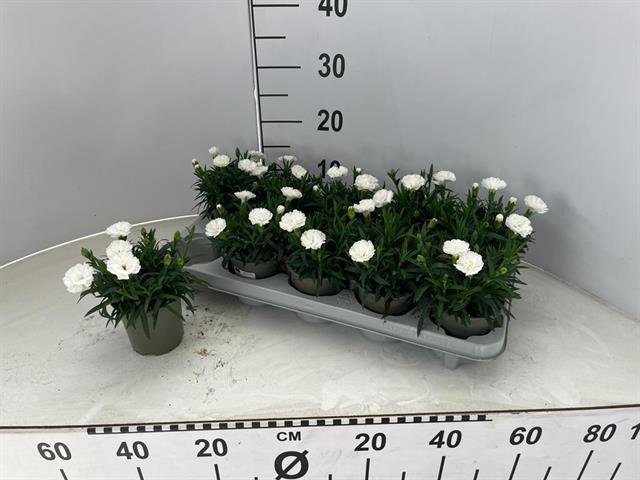 Kambarinis augalas, gvazdikas, vazonėlio skersmuo 11 cm.