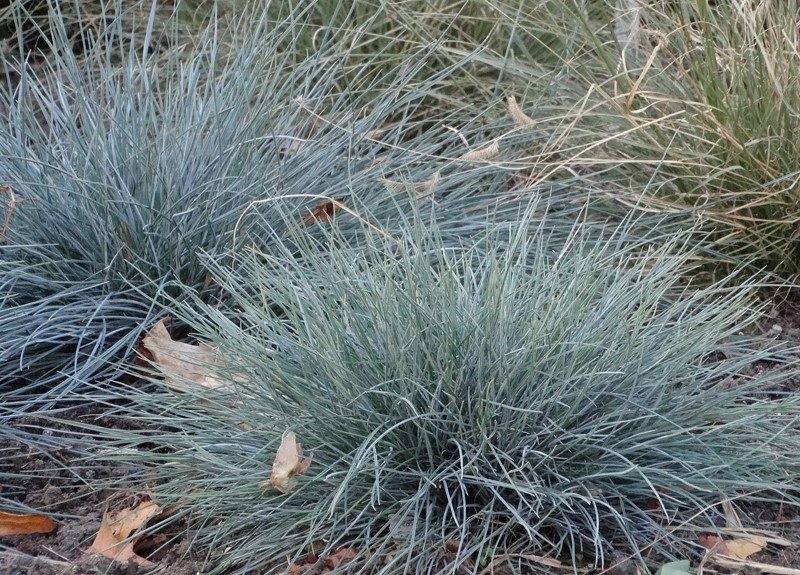 Žolinis augalas, eraičinas "Azurit", vazonas 2 l.