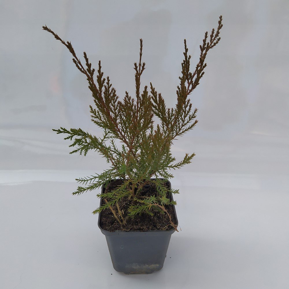 Spygliuotis, kadagys "Mint Julep", vazonėlio skersmuo 9 cm.