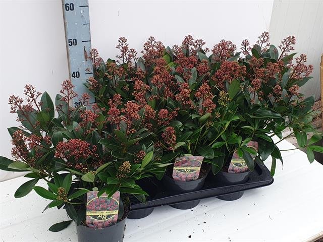 Dekoratyvinis krūmas, skimija japoninė "Rubella", vazono skersmuo 17 cm.