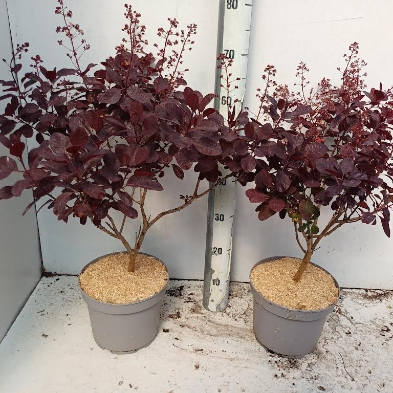 Dekoratyvinis krūmas, pūkenis "Royal Purple", vazonėlio skersmuo 23 cm.