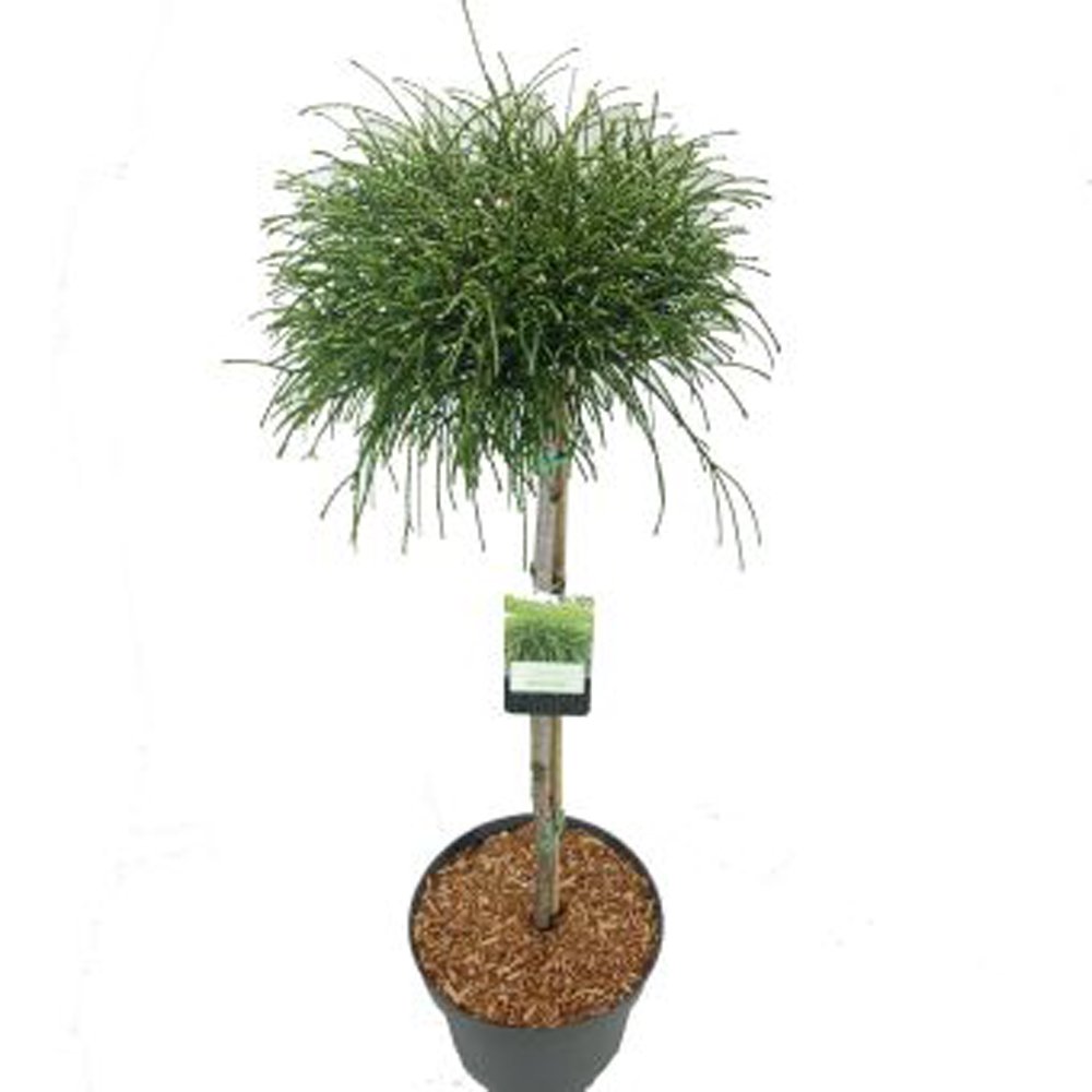 Spygliuotis, didžioji tuja "Whipcord", augalo aukštis 80 cm., vazonėlio skersmuo 29 cm.