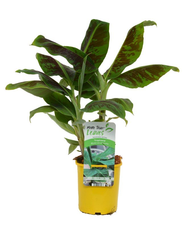 Kambarinis augalas, bananmedis "Tropicana", vazono tūris 2 l.