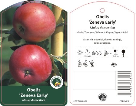 Vaismedis, obelis "Ženeva early"