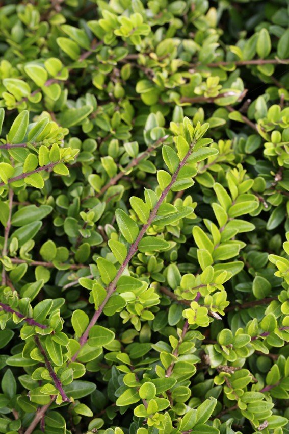 Dekoratyvinis krūmas, sausmedis siūlinis "Maigrun", vazono skersmuo 10,5 cm.