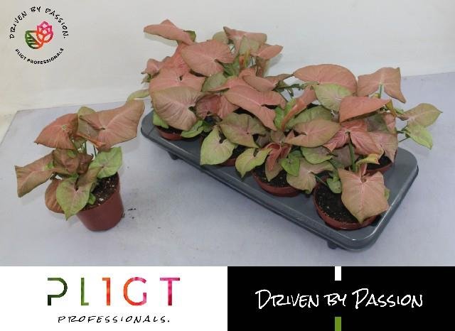 Kambarinis augalas, singonis "Arrow", vazonėlio skersmuo 12 cm.