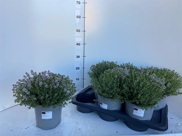 Prieskoninis augalas, čiobrelis "Compactus", vazonėlio skersmuo 17 cm.