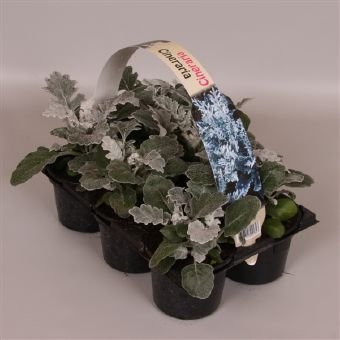 Vienmetė gėlė, žilė pajūrinė, 6 vnt. pak., vazonėlio skersmuo 9 cm.