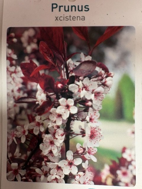 Dekoratyvinis medis, sakura "Xcistena", vazonėlio skersmuo 23 cm.