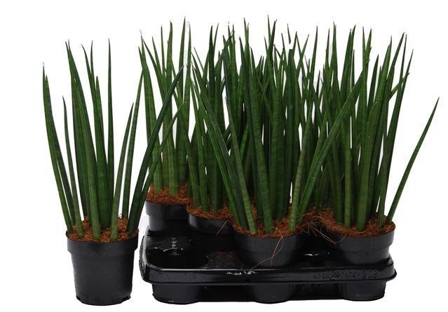 Kambarinis augalas, sansevjera cilindrinė, vazonėlio skersmuo 12 cm.