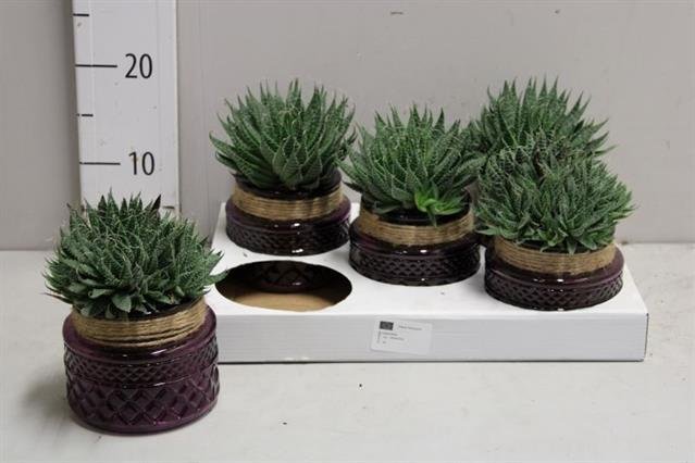 Kambarinis augalas, alavijas (Aloe Vera) akuotuotasis, keraminiame vazonėlyje, vazonėlio skersmuo 10 cm.