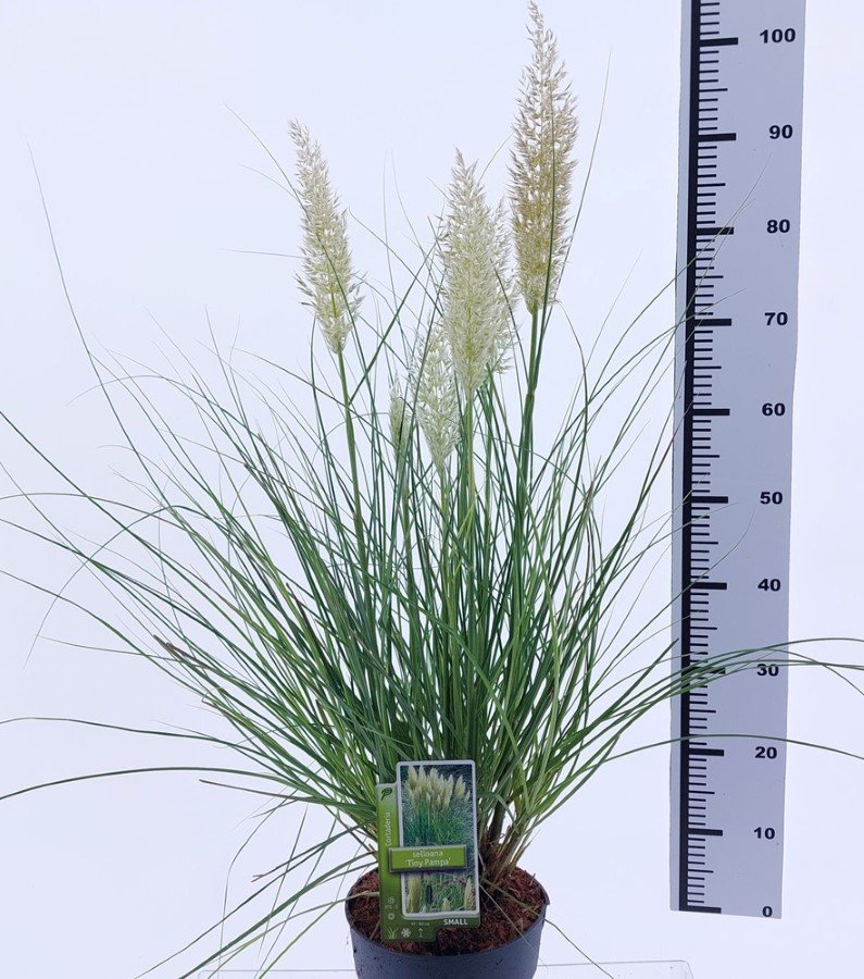 Žolinis augalas, kortaderija argentininė "Tiny Pampa", vazonas 5 l.