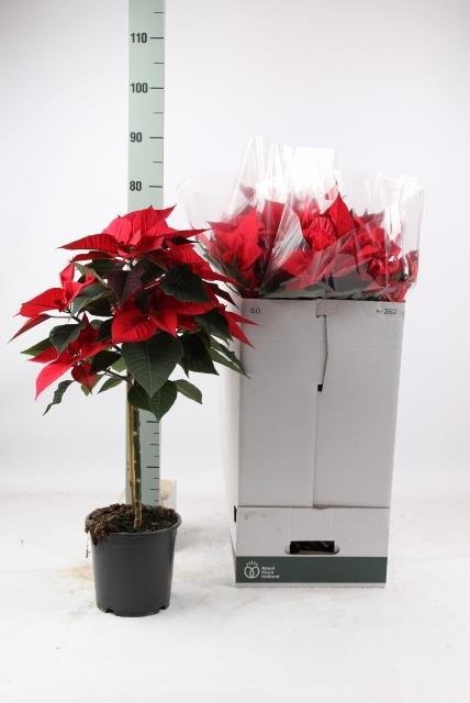 Kambarinis augalas, puansetija (Euphorbia pulcherrima), vazonėlio skersmuo 19 cm.