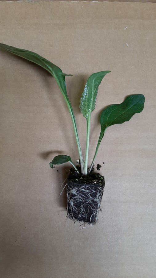 Daugiametės gėlės daigelis, ežiuolė "Lakota Orange"