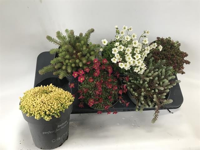 Šliaužiantis augalas, įvairūs, vazonėlio skersmuo 15 cm.