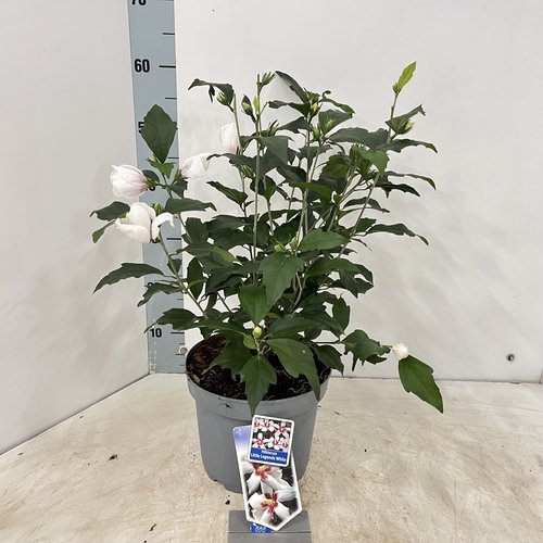 Daugiametė gėlė, kinrožė "Little Legends White", vazonėlio skersmuo 23 cm.