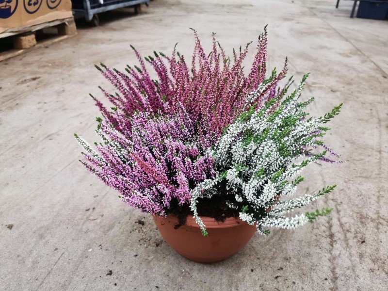 Vienmetis augalas, viržis, 5 spalvų, vazono skersmuo 30 cm.