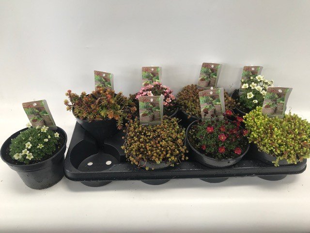 Alpinariumo augalas, šilropė, įvairi, vazonėlio skersmuo 14 cm.